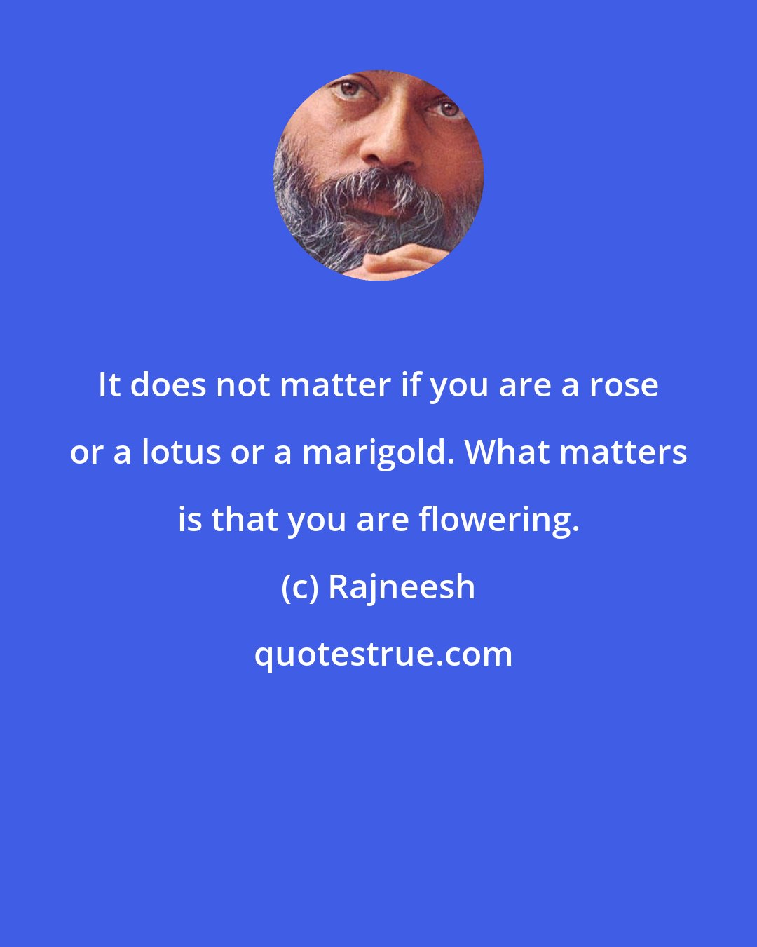 Rajneesh: It does not matter if you are a rose or a lotus or a marigold. What matters is that you are flowering.