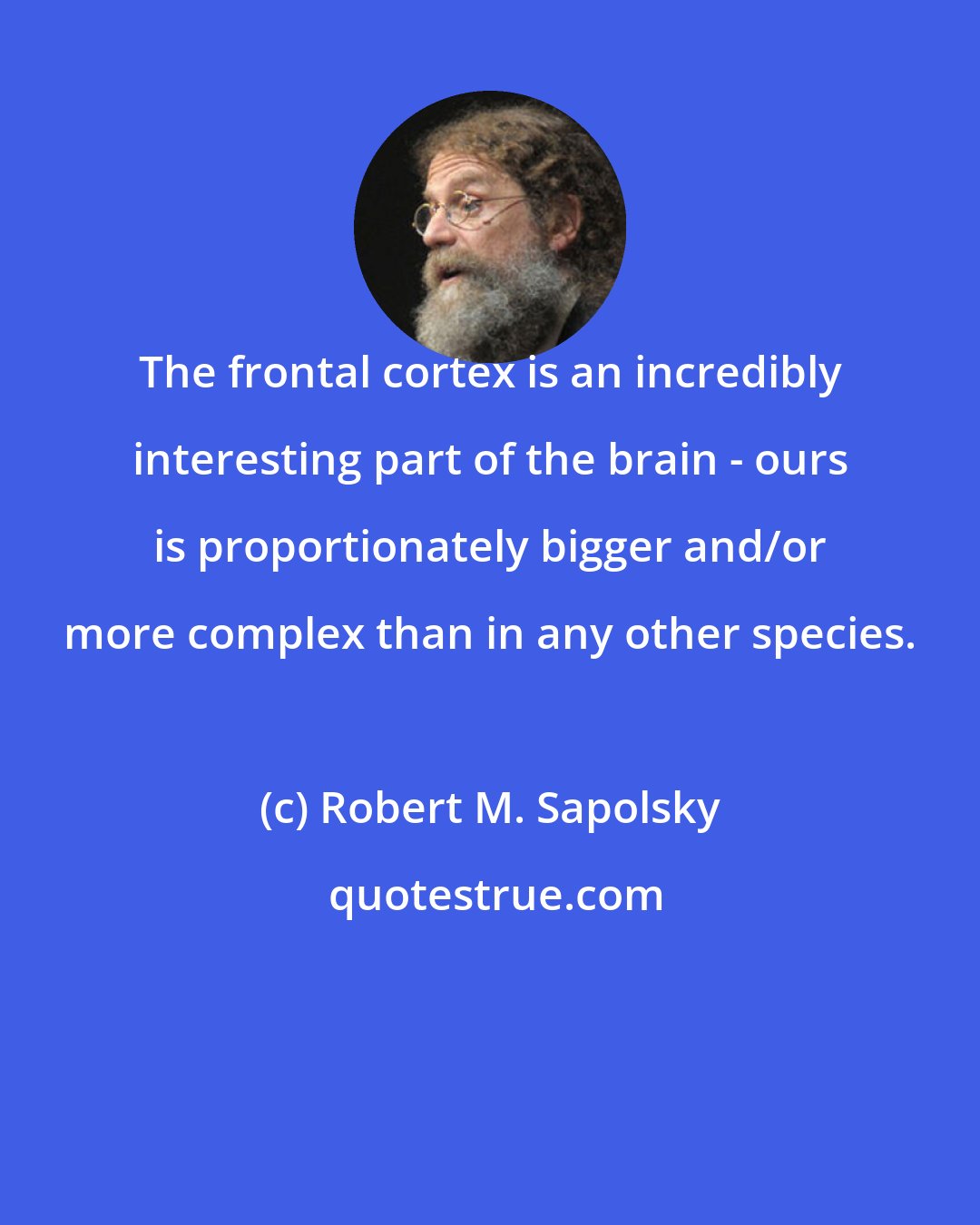Robert M. Sapolsky: The frontal cortex is an incredibly interesting part of the brain - ours is proportionately bigger and/or more complex than in any other species.