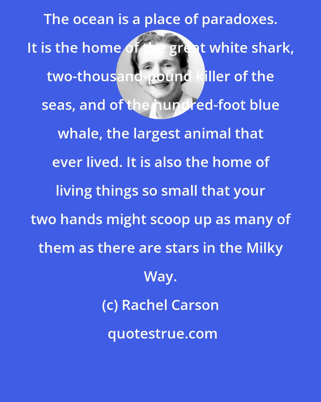 Rachel Carson: The ocean is a place of paradoxes. It is the home of the great white shark, two-thousand-pound killer of the seas, and of the hundred-foot blue whale, the largest animal that ever lived. It is also the home of living things so small that your two hands might scoop up as many of them as there are stars in the Milky Way.