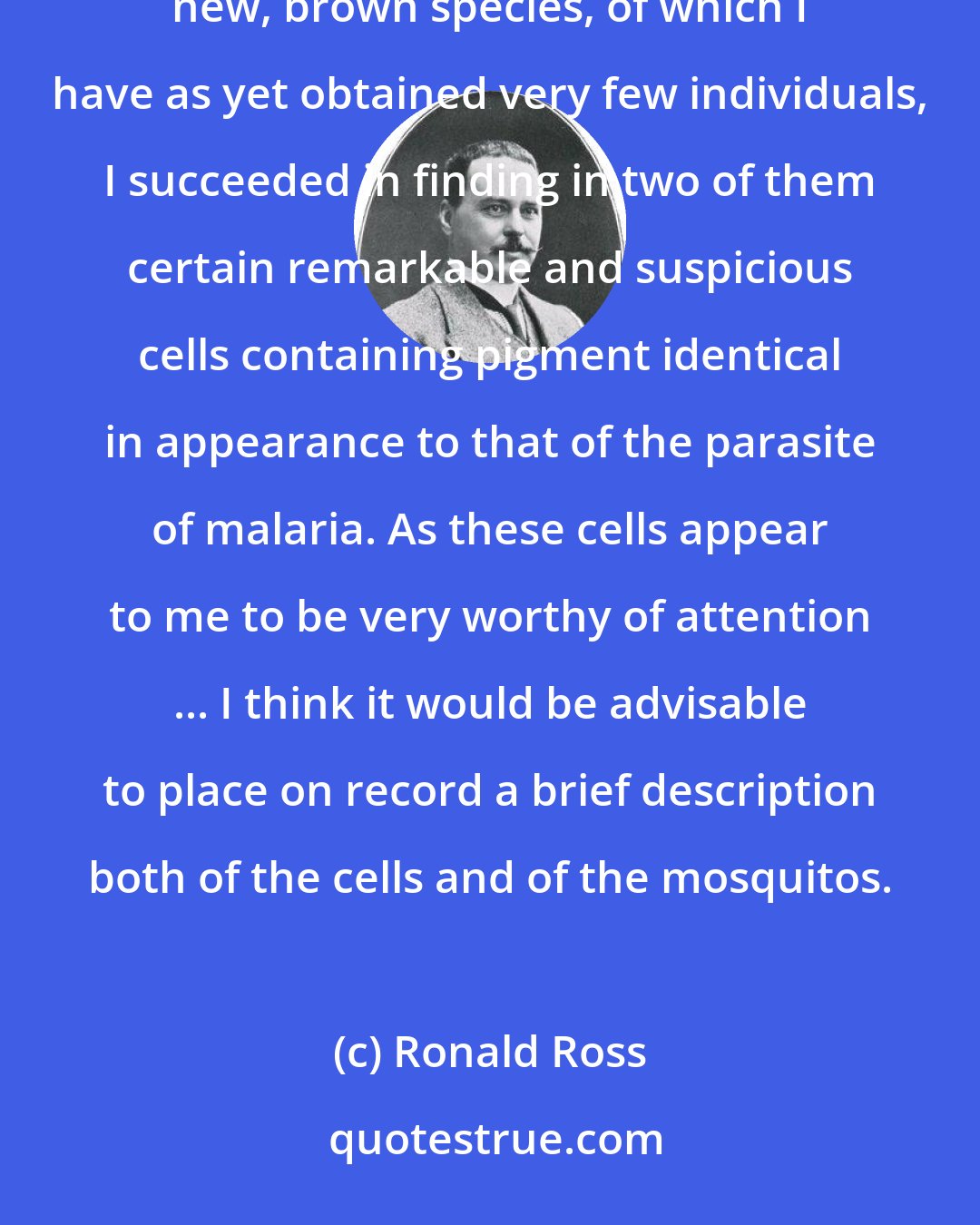 Ronald Ross: Lately, however, on abandoning the brindled and grey mosquitos and commencing similar work on a new, brown species, of which I have as yet obtained very few individuals, I succeeded in finding in two of them certain remarkable and suspicious cells containing pigment identical in appearance to that of the parasite of malaria. As these cells appear to me to be very worthy of attention ... I think it would be advisable to place on record a brief description both of the cells and of the mosquitos.