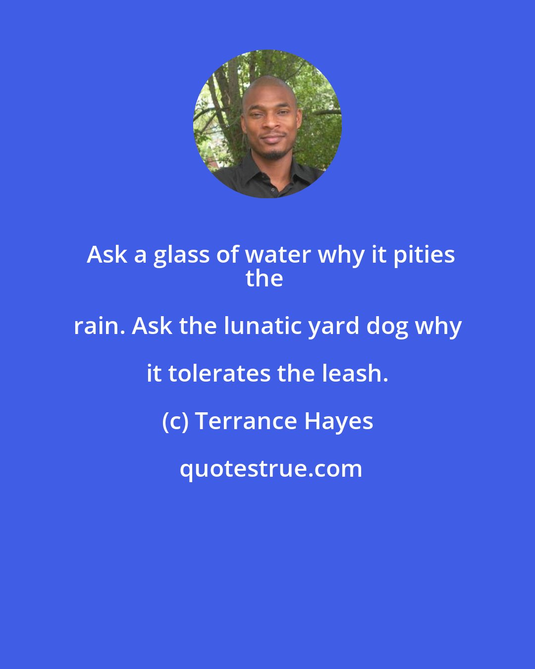 Terrance Hayes: Ask a glass of water why it pities
the rain. Ask the lunatic yard dog why it tolerates the leash.