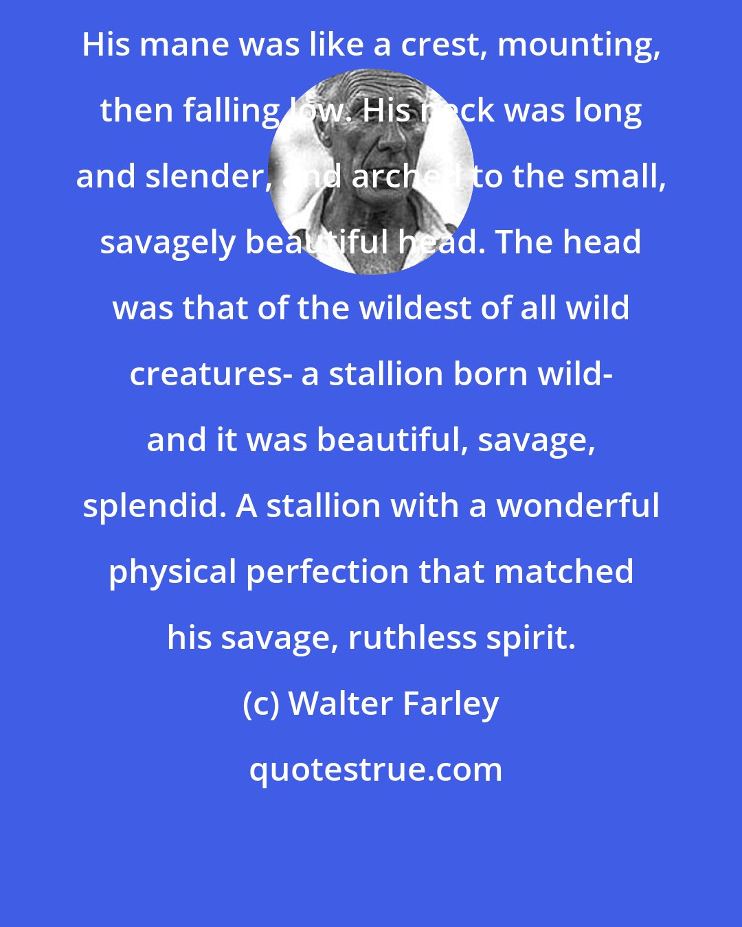 Walter Farley: His mane was like a crest, mounting, then falling low. His neck was long and slender, and arched to the small, savagely beautiful head. The head was that of the wildest of all wild creatures- a stallion born wild- and it was beautiful, savage, splendid. A stallion with a wonderful physical perfection that matched his savage, ruthless spirit.