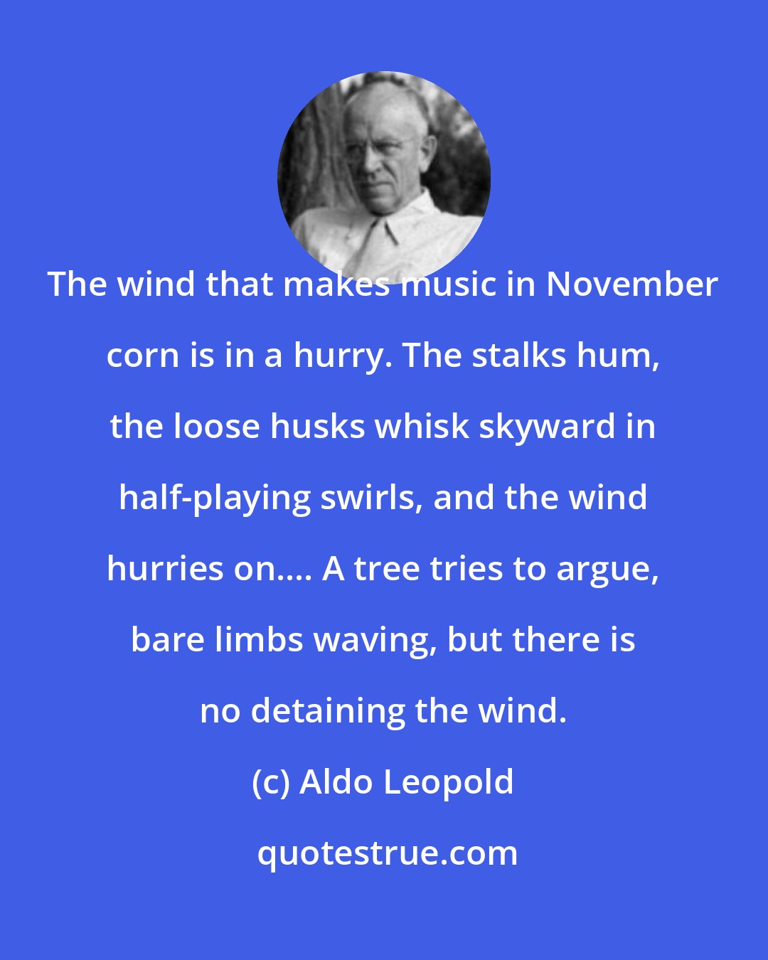 Aldo Leopold: The wind that makes music in November corn is in a hurry. The stalks hum, the loose husks whisk skyward in half-playing swirls, and the wind hurries on.... A tree tries to argue, bare limbs waving, but there is no detaining the wind.