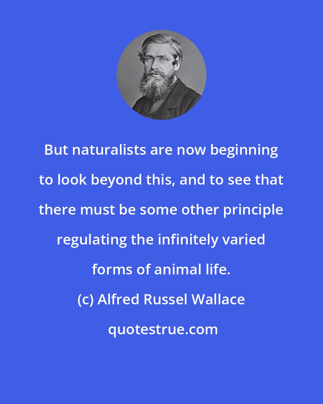 Alfred Russel Wallace: But naturalists are now beginning to look beyond this, and to see that there must be some other principle regulating the infinitely varied forms of animal life.