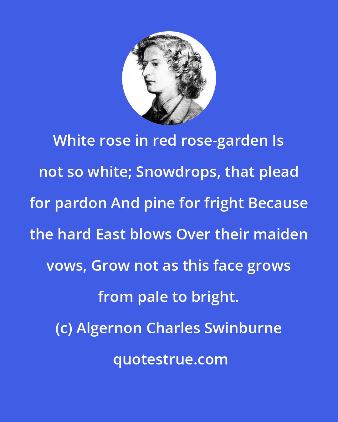 Algernon Charles Swinburne: White rose in red rose-garden Is not so white; Snowdrops, that plead for pardon And pine for fright Because the hard East blows Over their maiden vows, Grow not as this face grows from pale to bright.