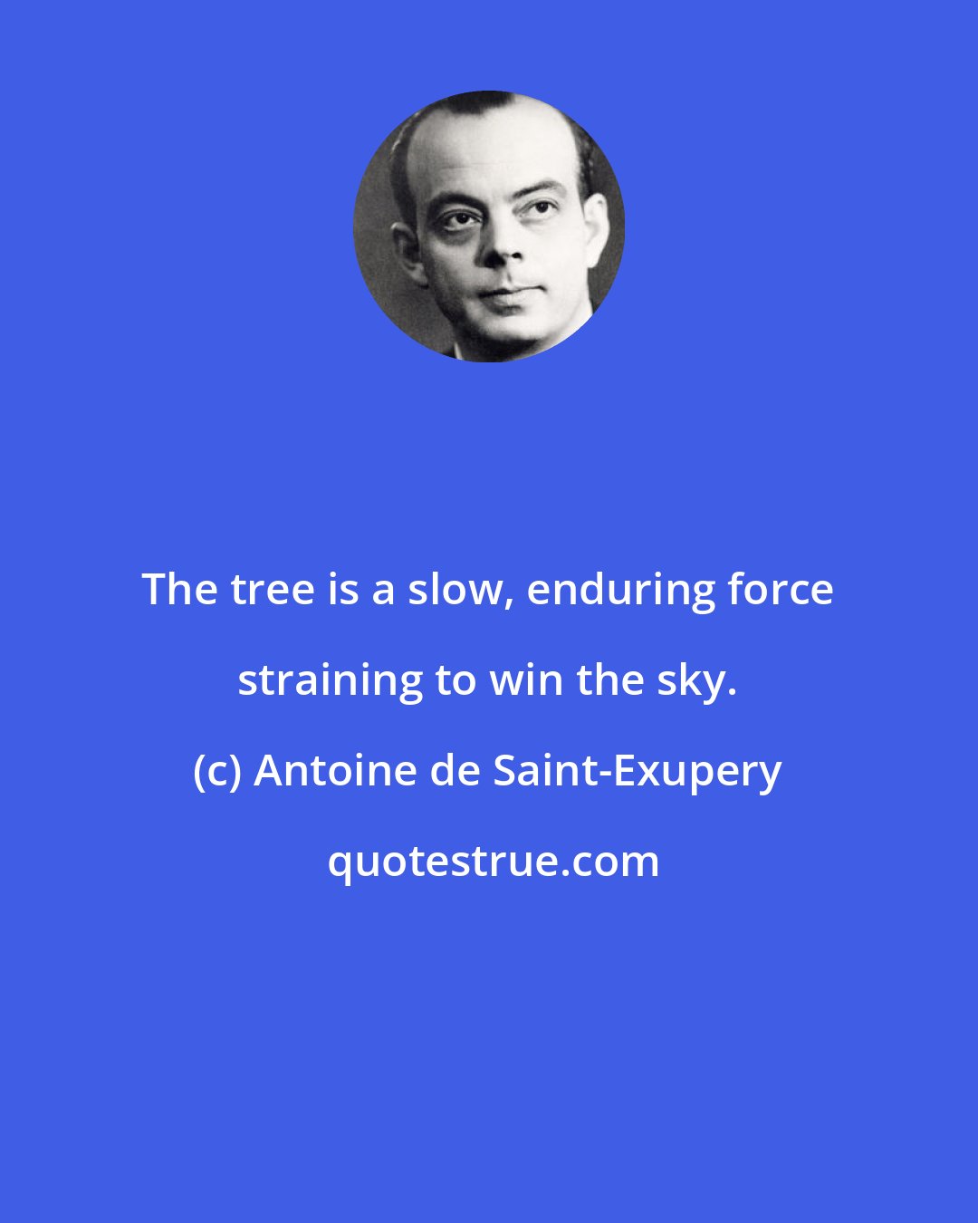 Antoine de Saint-Exupery: The tree is a slow, enduring force straining to win the sky.