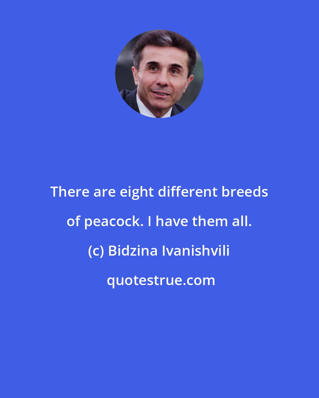 Bidzina Ivanishvili: There are eight different breeds of peacock. I have them all.