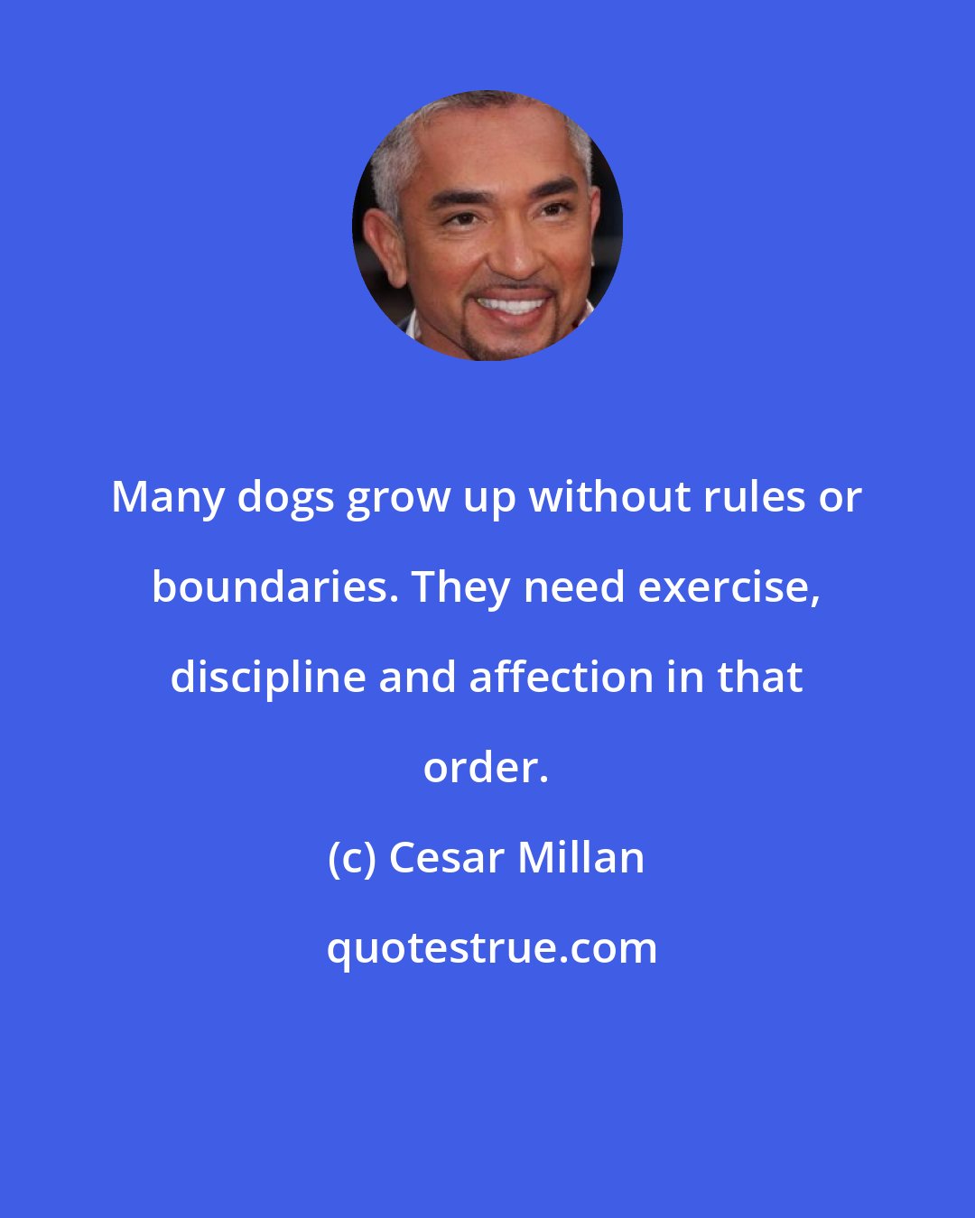 Cesar Millan: Many dogs grow up without rules or boundaries. They need exercise, discipline and affection in that order.