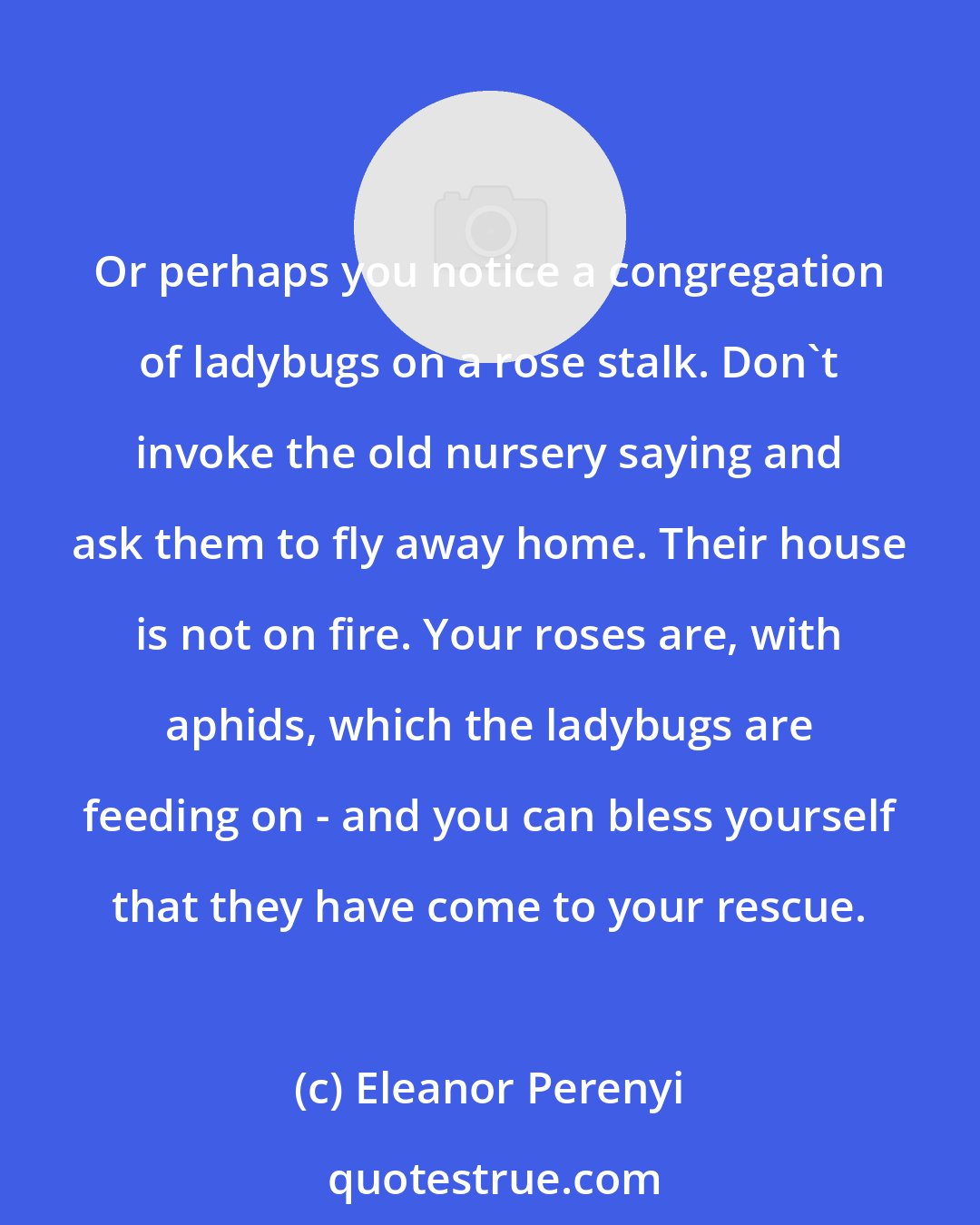 Eleanor Perenyi: Or perhaps you notice a congregation of ladybugs on a rose stalk. Don't invoke the old nursery saying and ask them to fly away home. Their house is not on fire. Your roses are, with aphids, which the ladybugs are feeding on - and you can bless yourself that they have come to your rescue.