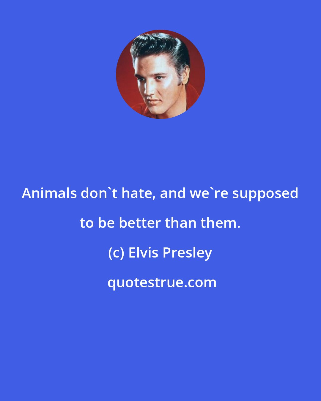 Elvis Presley: Animals don't hate, and we're supposed to be better than them.