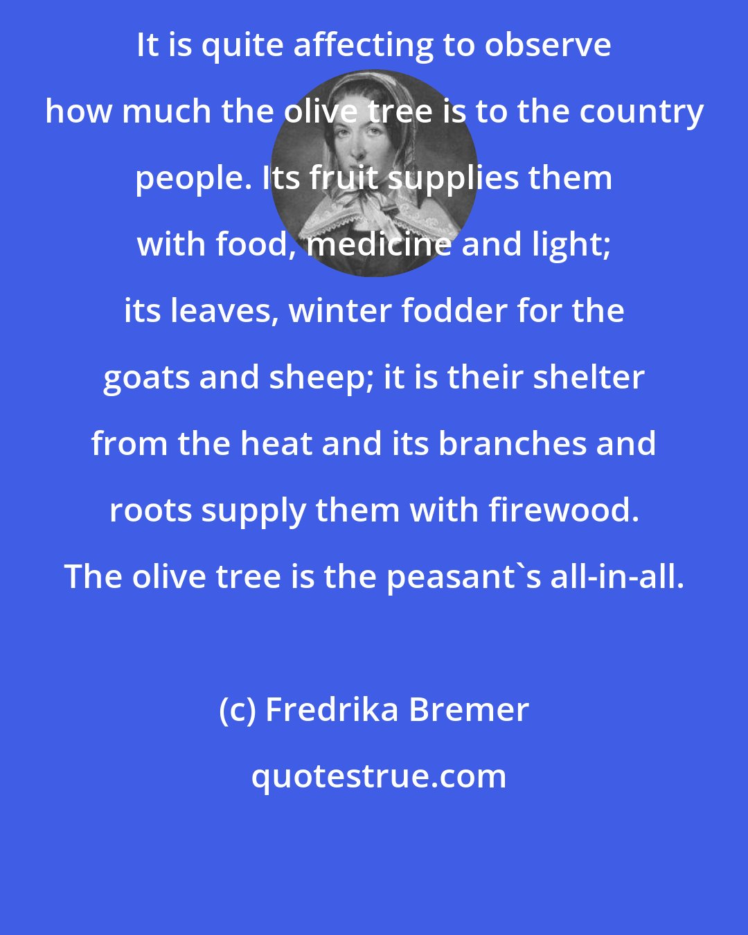 Fredrika Bremer: It is quite affecting to observe how much the olive tree is to the country people. Its fruit supplies them with food, medicine and light; its leaves, winter fodder for the goats and sheep; it is their shelter from the heat and its branches and roots supply them with firewood. The olive tree is the peasant's all-in-all.