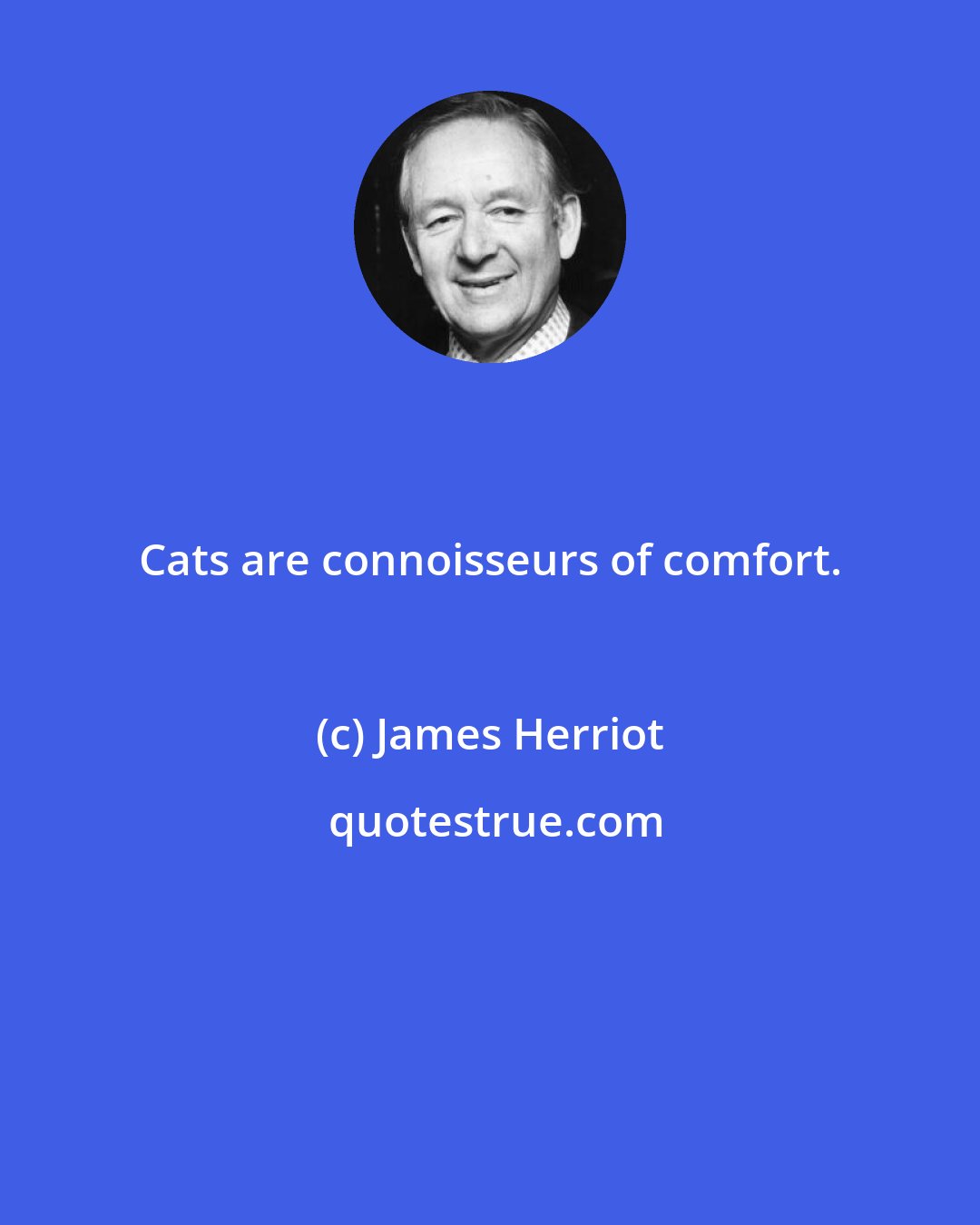 James Herriot: Cats are connoisseurs of comfort.