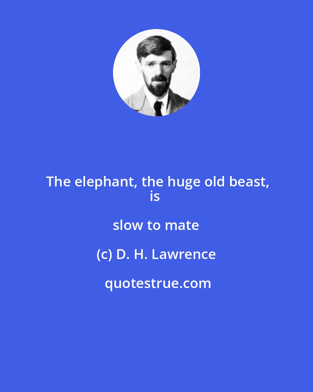 D. H. Lawrence: The elephant, the huge old beast,
is slow to mate