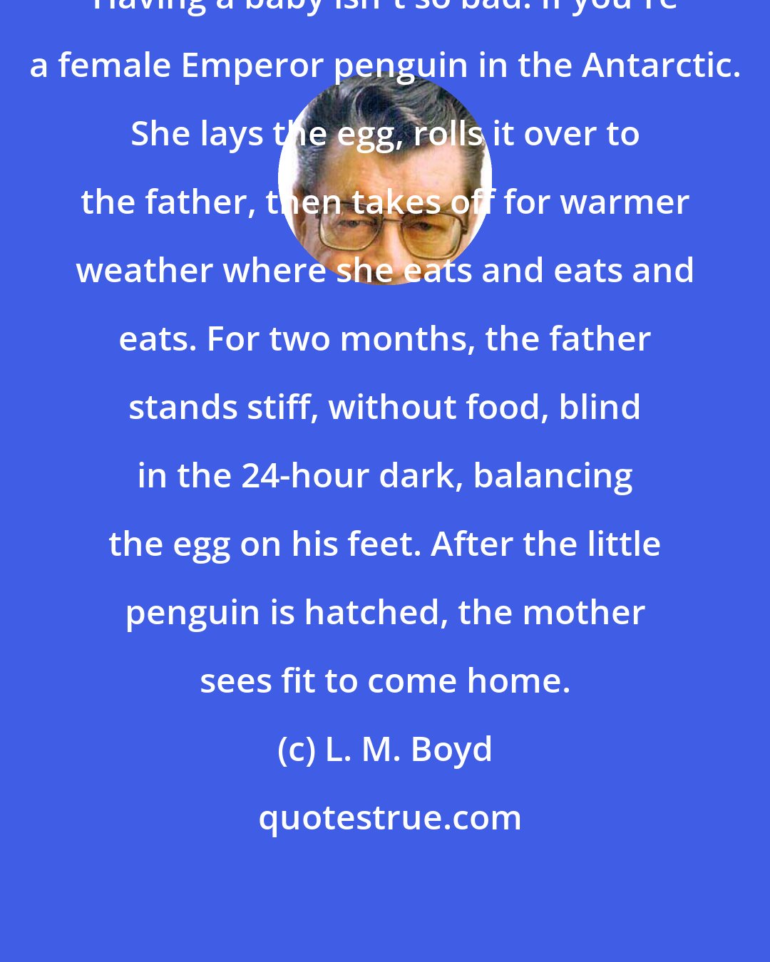 L. M. Boyd: Having a baby isn't so bad. If you're a female Emperor penguin in the Antarctic. She lays the egg, rolls it over to the father, then takes off for warmer weather where she eats and eats and eats. For two months, the father stands stiff, without food, blind in the 24-hour dark, balancing the egg on his feet. After the little penguin is hatched, the mother sees fit to come home.