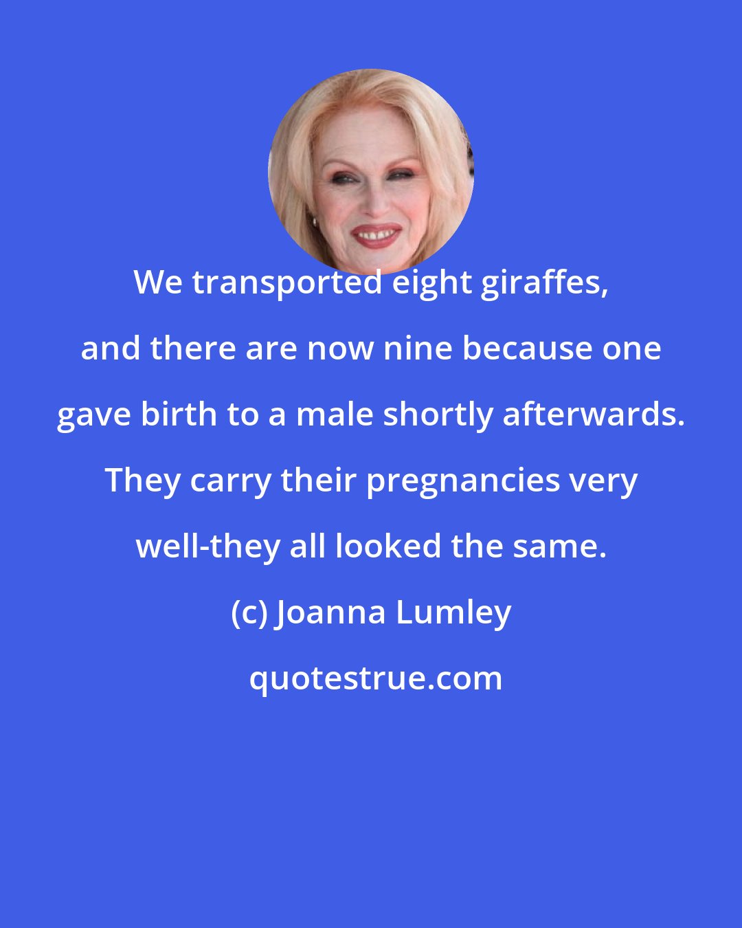 Joanna Lumley: We transported eight giraffes, and there are now nine because one gave birth to a male shortly afterwards. They carry their pregnancies very well-they all looked the same.
