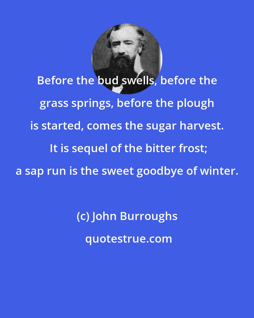 John Burroughs: Before the bud swells, before the grass springs, before the plough is started, comes the sugar harvest.  It is sequel of the bitter frost; a sap run is the sweet goodbye of winter.