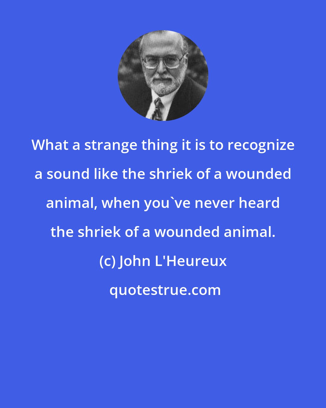 John L'Heureux: What a strange thing it is to recognize a sound like the shriek of a wounded animal, when you've never heard the shriek of a wounded animal.
