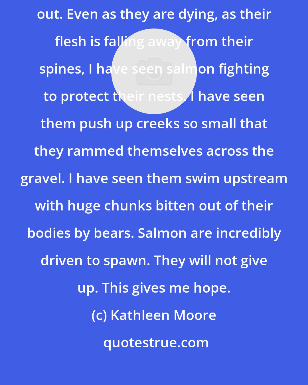 Kathleen Moore: I have seen salmon swimming upstream to spawn even with their eyes pecked out. Even as they are dying, as their flesh is falling away from their spines, I have seen salmon fighting to protect their nests. I have seen them push up creeks so small that they rammed themselves across the gravel. I have seen them swim upstream with huge chunks bitten out of their bodies by bears. Salmon are incredibly driven to spawn. They will not give up. This gives me hope.